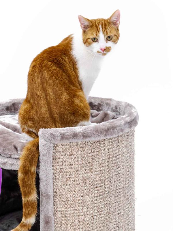 Superdome 100 Petrebels kassi kraapimispost