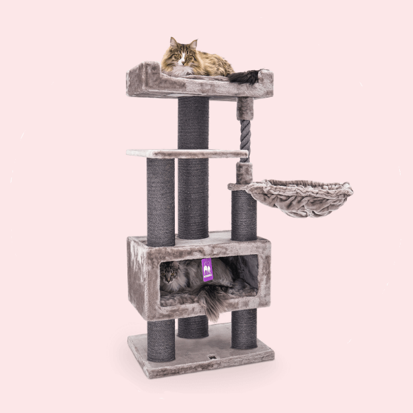 Keskmised kraapimispuud kassidele Petrebels