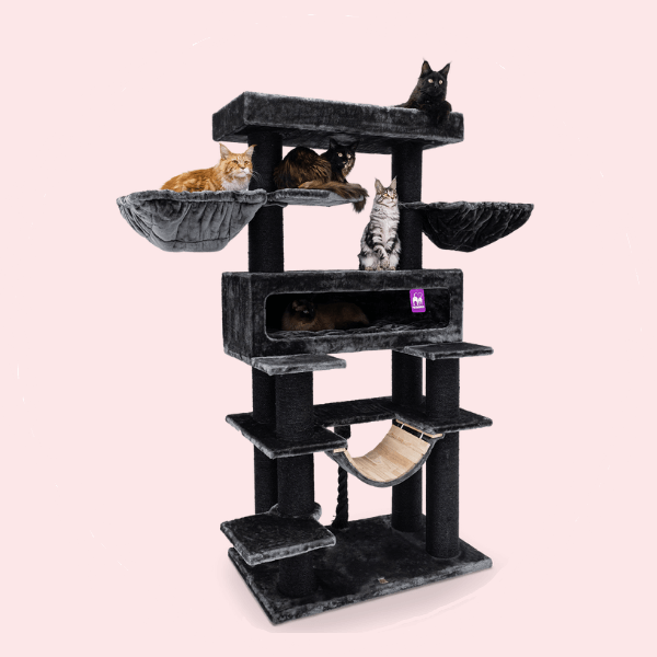 Rasketele kassidele Petrebels