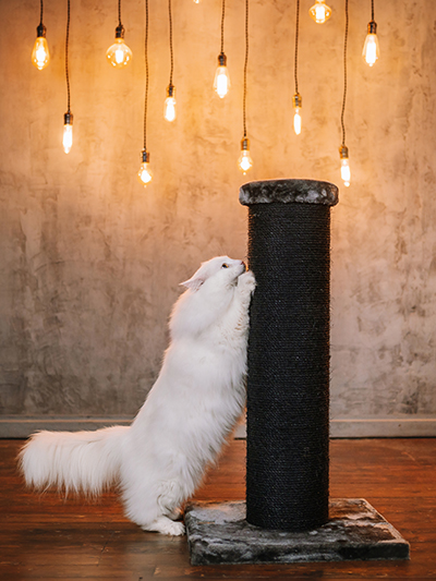 bestseller kassi kraapimispuu