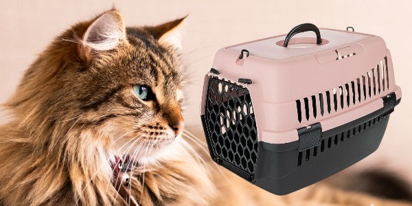 Transpordipuurid kassidele