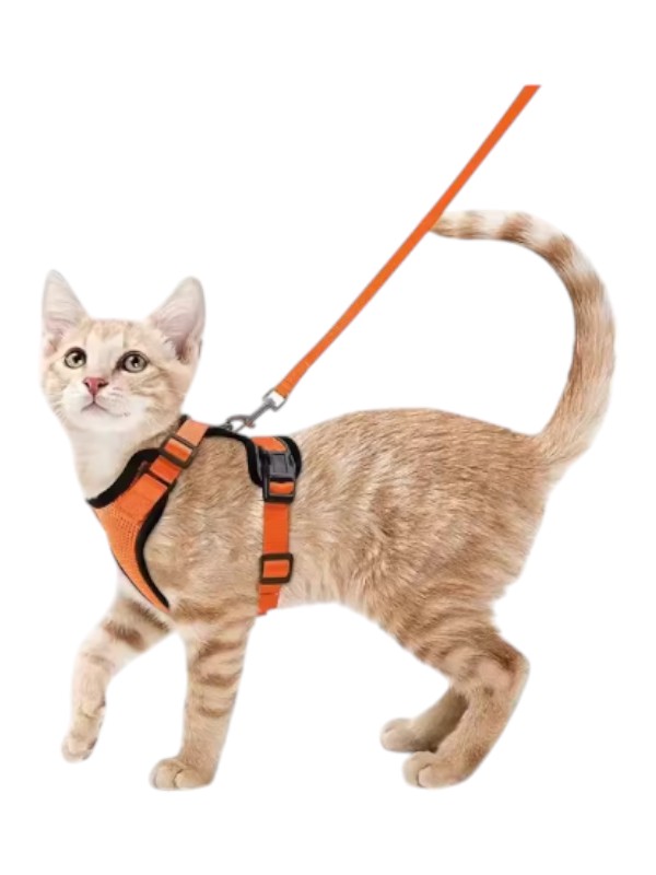 Kassi traksid S oranz