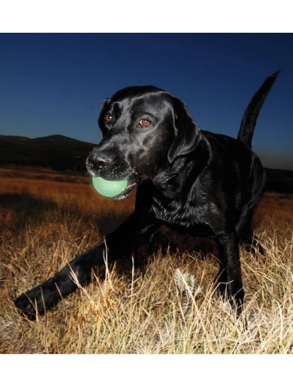 Helendav pall pimedas mängimiseks Chuckit! Max Glow S