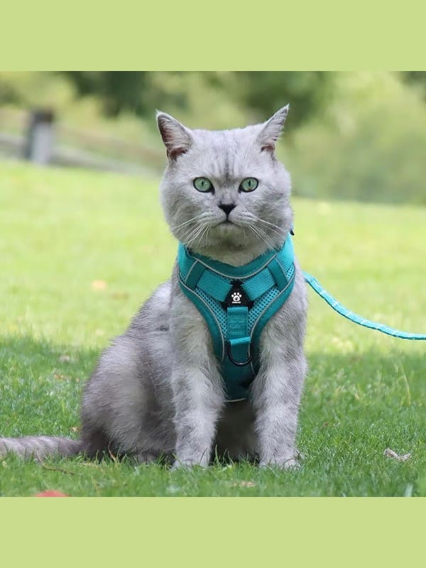 Kassi traksid + jalutusrihm, Rose S (1.5-3kg)