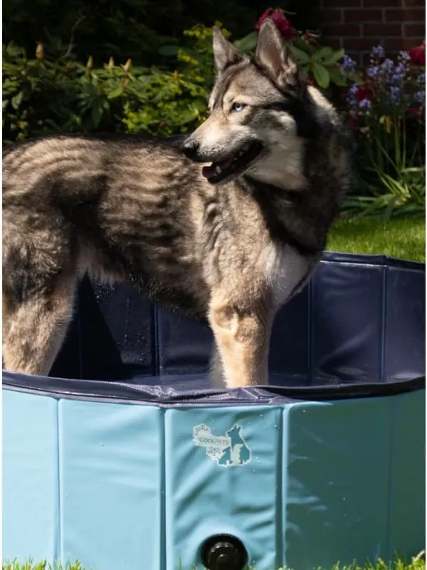 Koerte bassein Coolpets 80x20cm