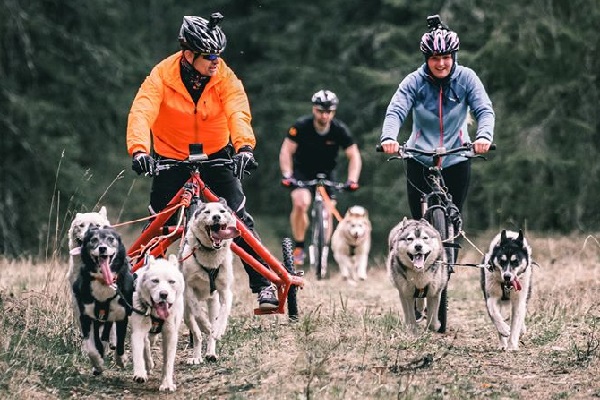 Treenimine koos koertega, tõukerattavedu