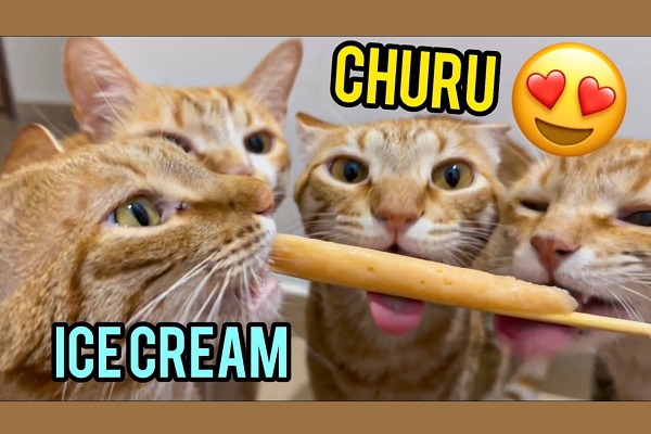 Churu maiused kassidele