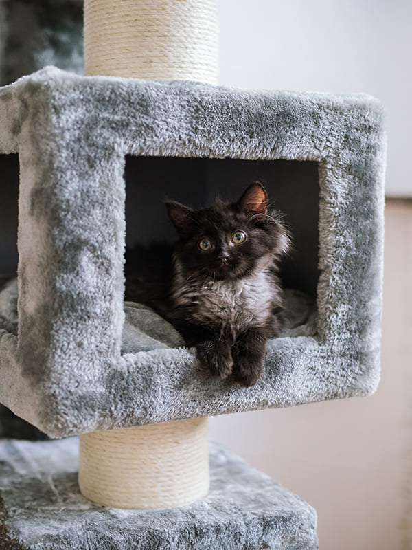 Ronimispuu MiuMjau 7062, 135 cm