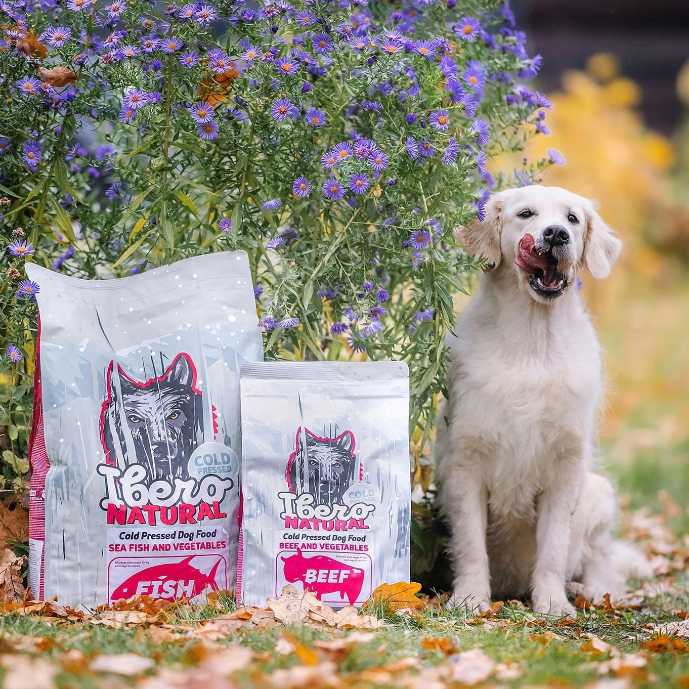 Ibero uudiskiri PopUp